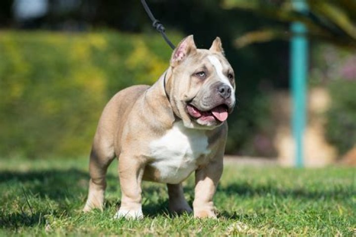Bully